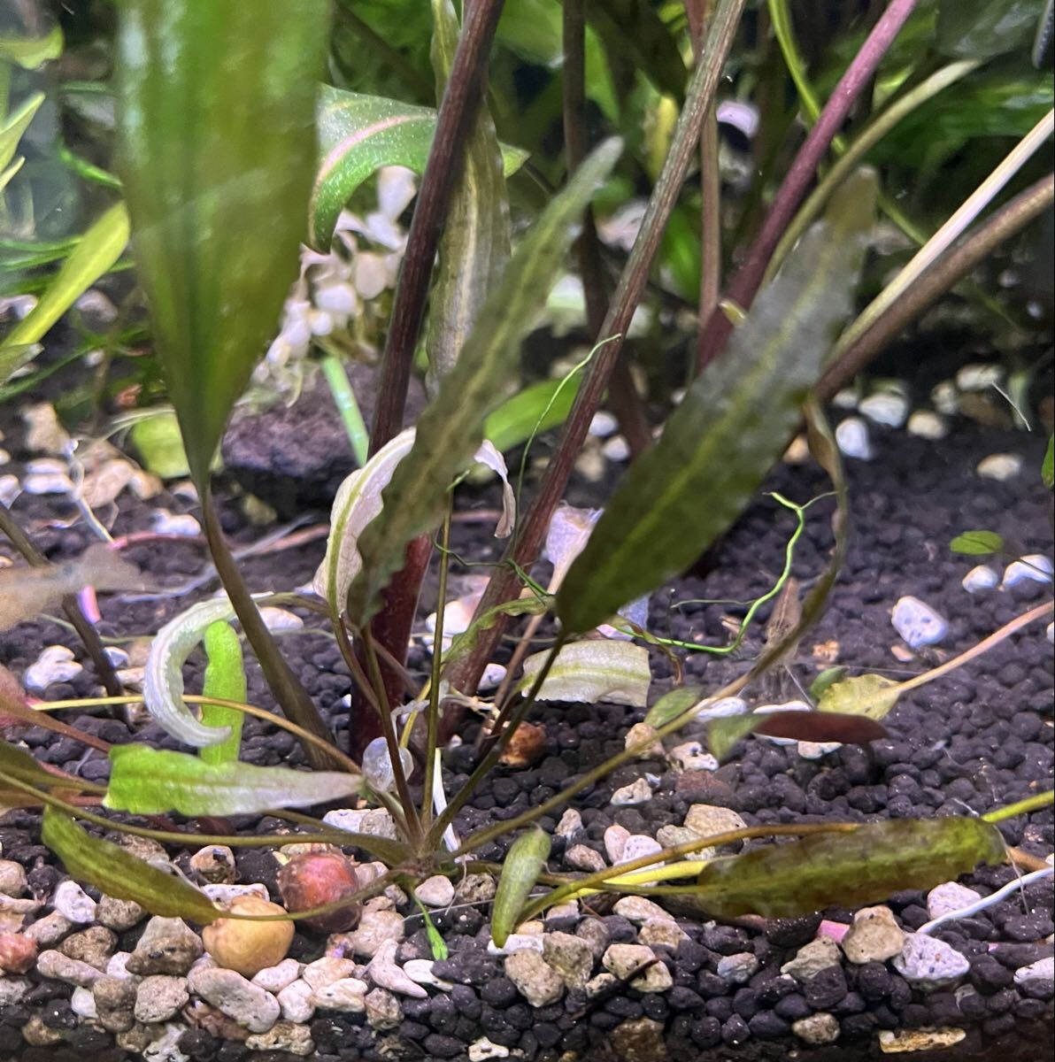★クリプトコリネ ストリオラータ タイガーストライプ！水草水槽へ！_画像1
