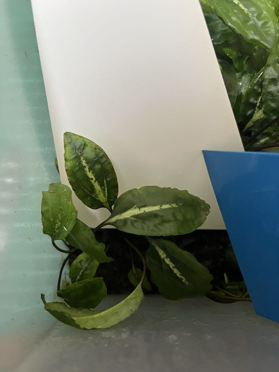 ★Cryptocoryne sp. ”Marvelous Rosa G.MERAH LINGGA” 【kn便 2019.1】　クリプトコリネSPマーベラスローザ_画像1