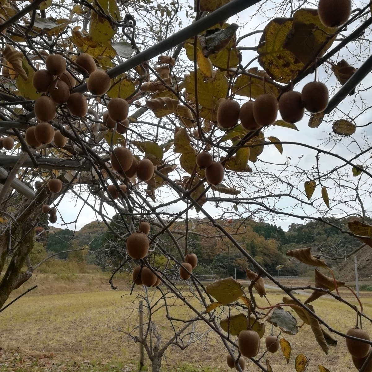 3【送料無料】無農薬キウイフルーツ　7,5キロ　120個前後_画像4