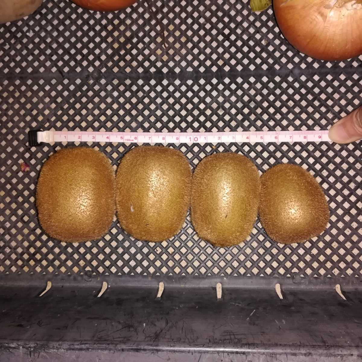 3【送料無料】無農薬キウイフルーツ　7,5キロ　120個前後_画像5