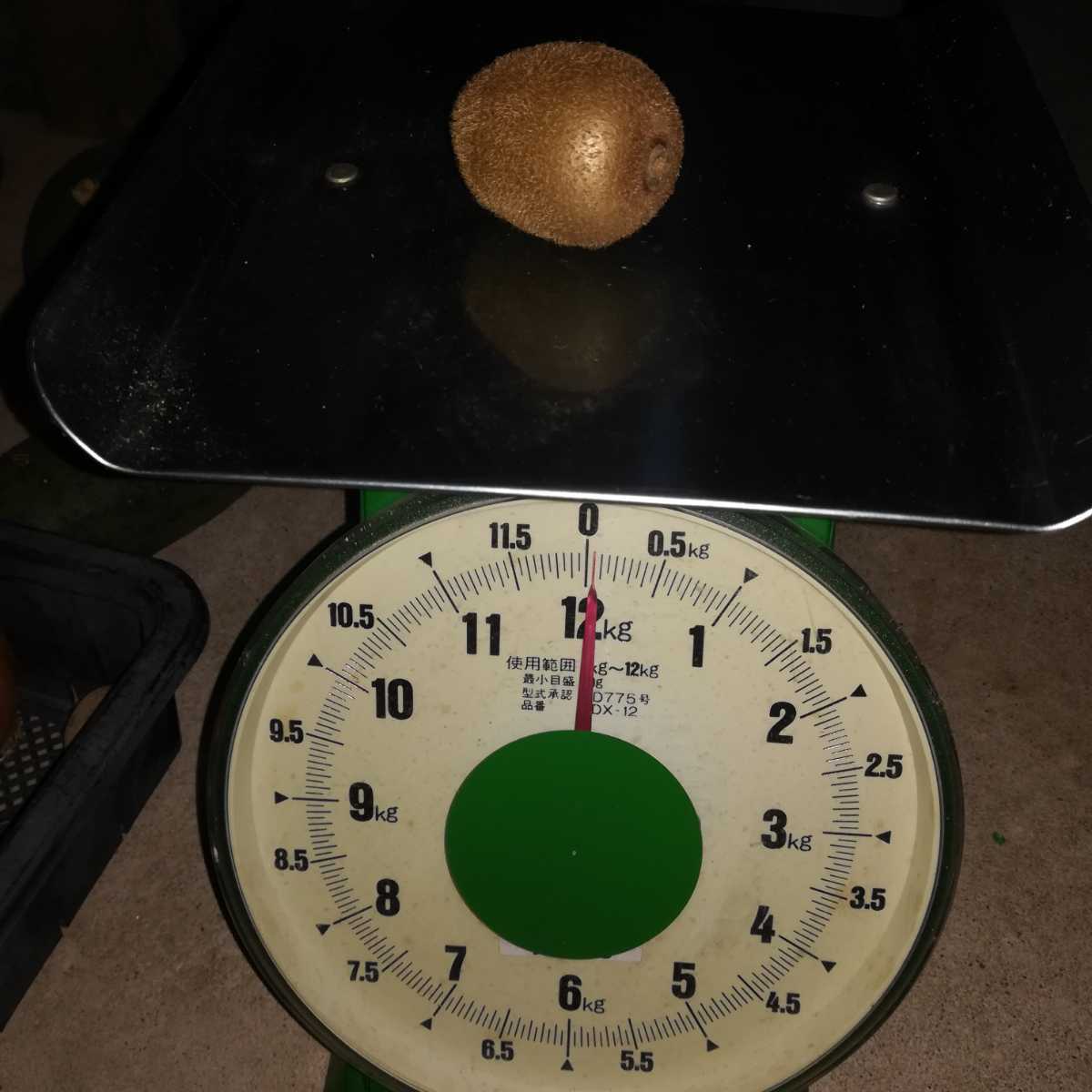 3【送料無料】無農薬キウイフルーツ　7,5キロ　120個前後_画像6