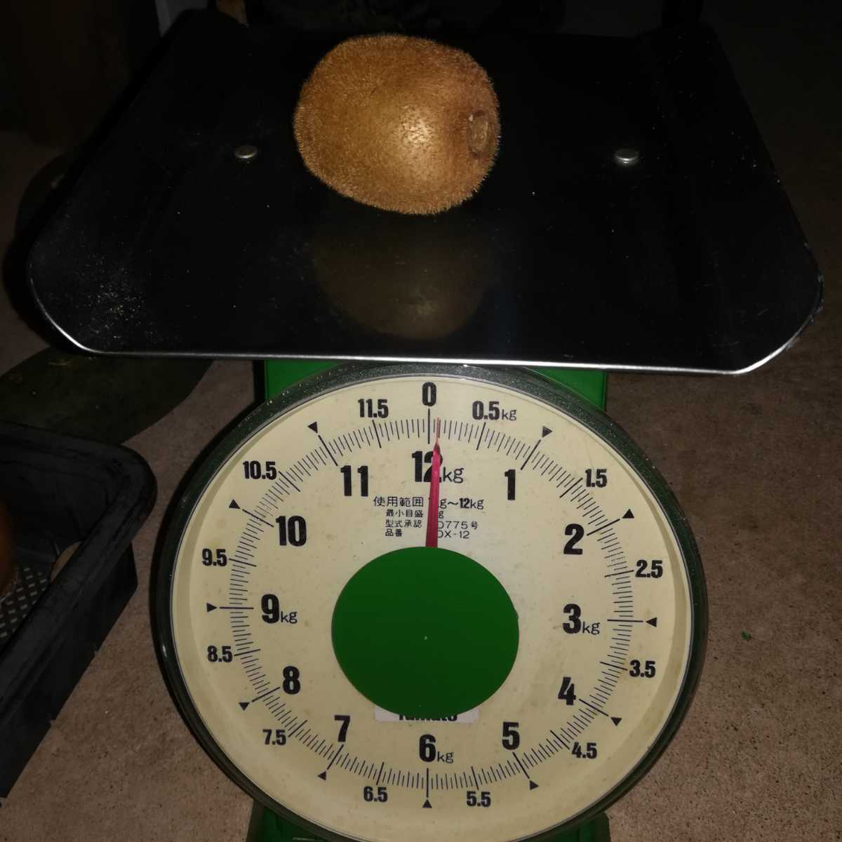 3【送料無料】無農薬キウイフルーツ　7,5キロ　120個前後_画像7