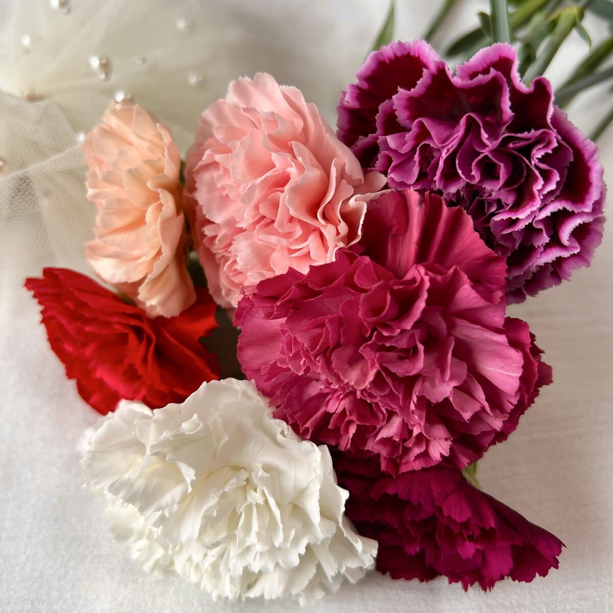 カーネーション　30本　30〜38センチ　訳あり品_画像8