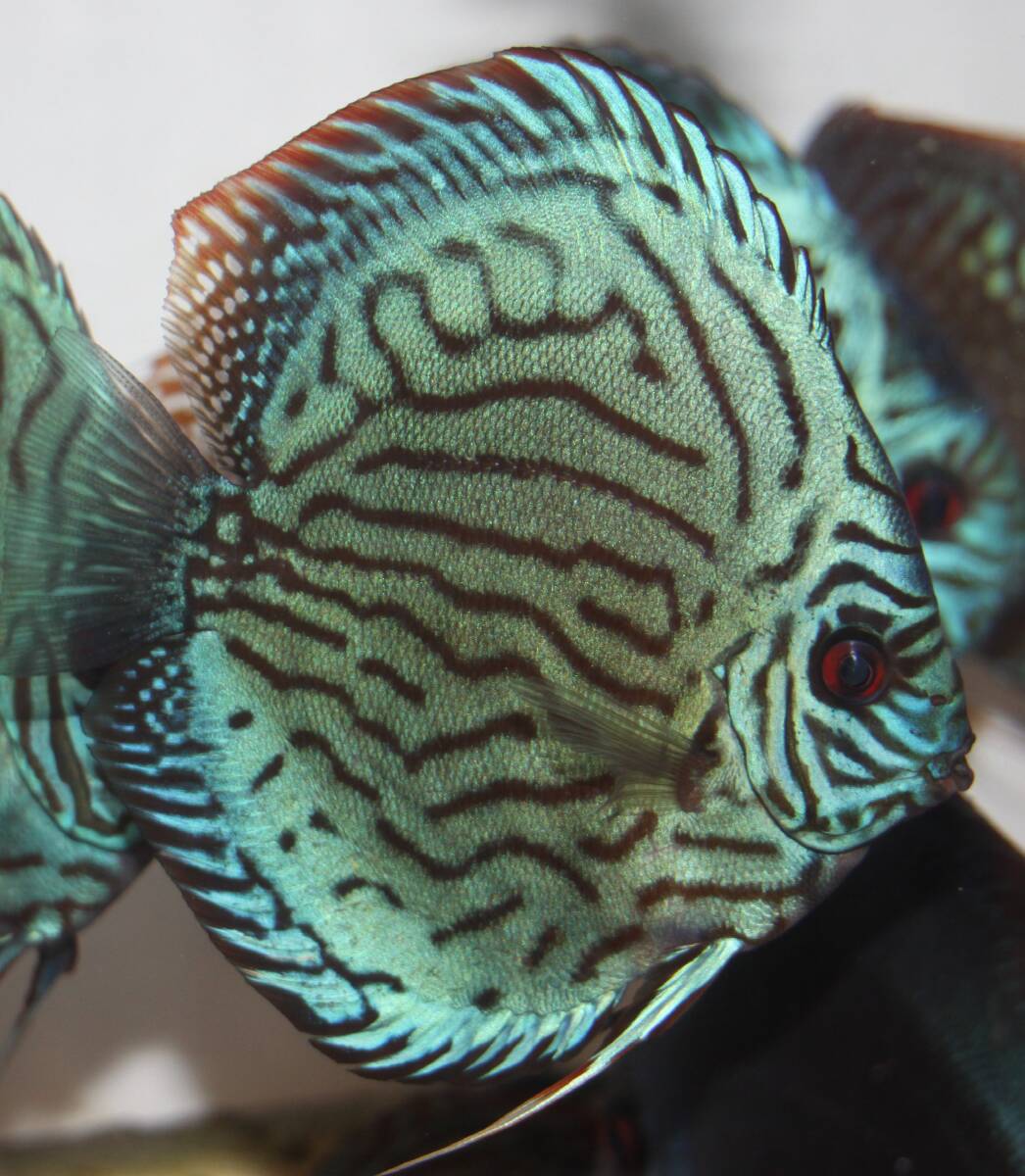  привлекательный оригинальный местного производства *DISCUS специализированный магазин AquaDreams bleed ~AJ кобальт система ~ 10~11cm± Young select особь красный глаз 8 годовщина благодарность специальная цена 