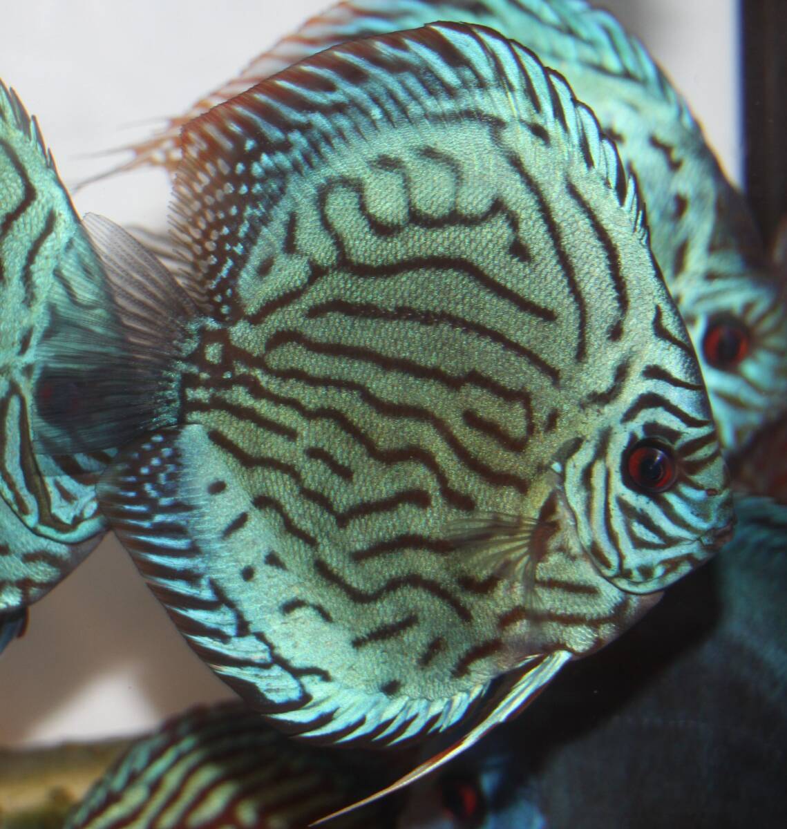  привлекательный оригинальный местного производства *DISCUS специализированный магазин AquaDreams bleed ~AJ кобальт система ~ 10~11cm± Young select особь красный глаз 8 годовщина благодарность специальная цена 