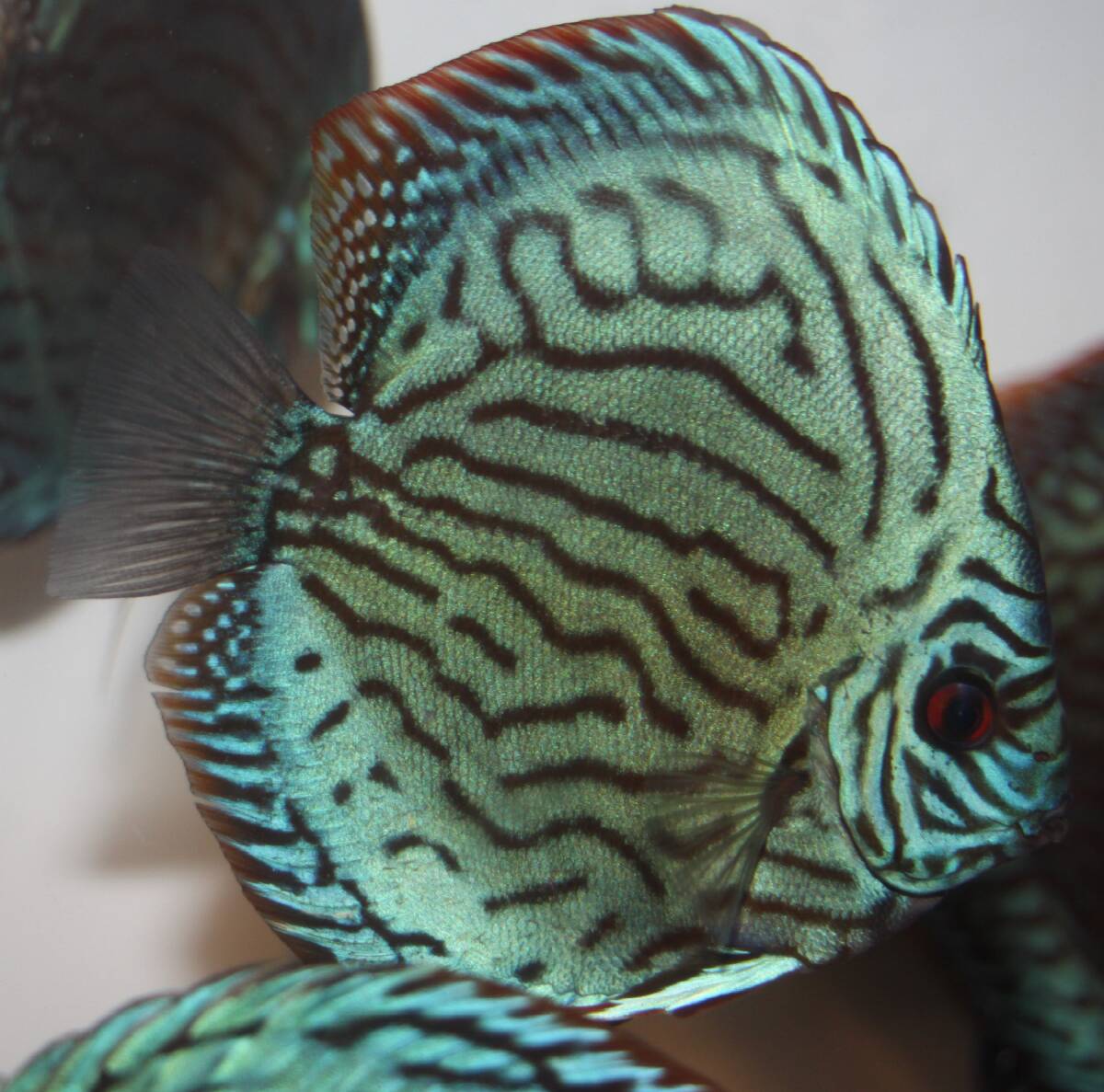  привлекательный оригинальный местного производства *DISCUS специализированный магазин AquaDreams bleed ~AJ кобальт система ~ 10~11cm± Young select особь красный глаз 8 годовщина благодарность специальная цена 