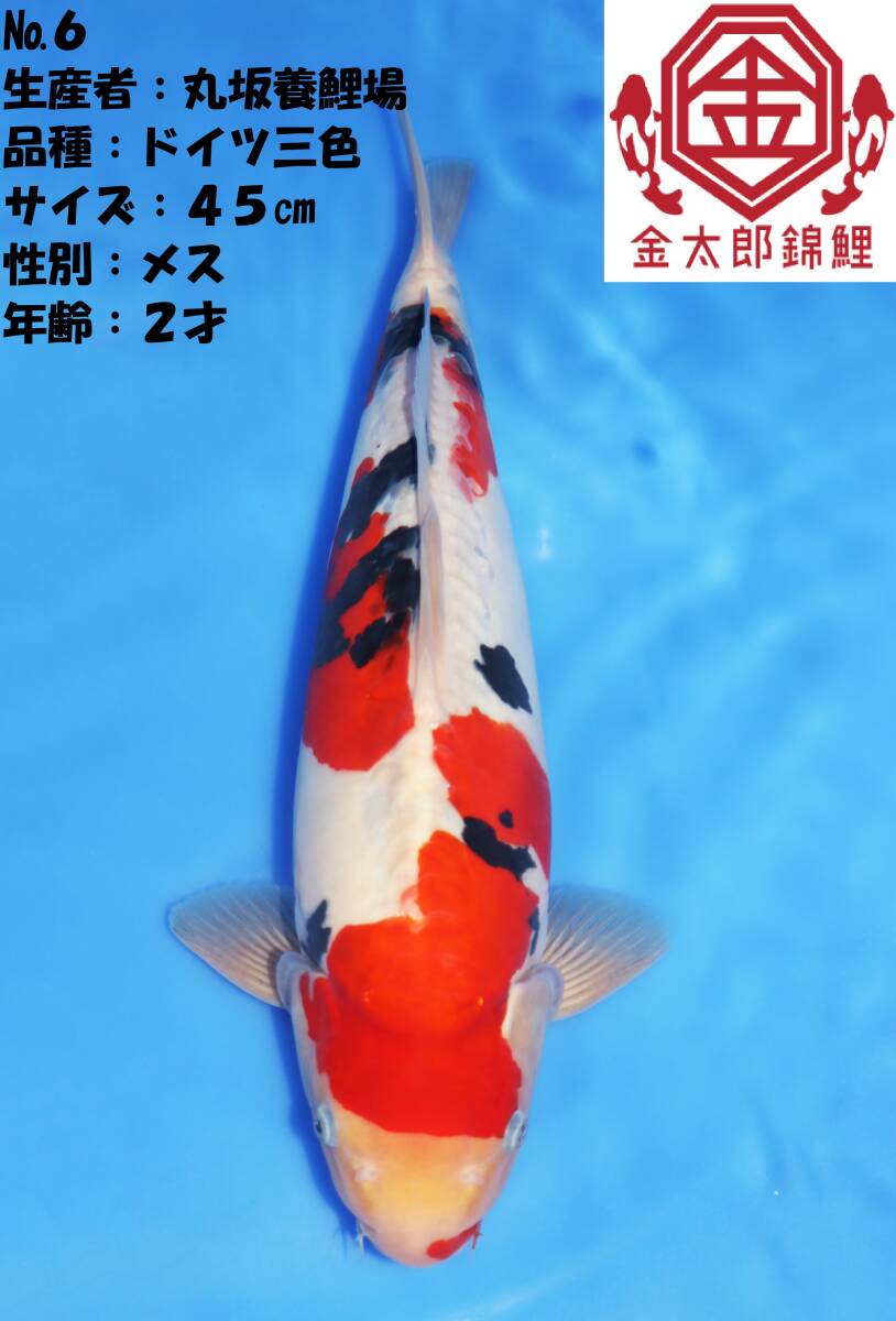 ◆革命鯉◆ №6【大感謝祭祭り】 有名生産者のスペシャルな鯉をお届けします!!_画像1