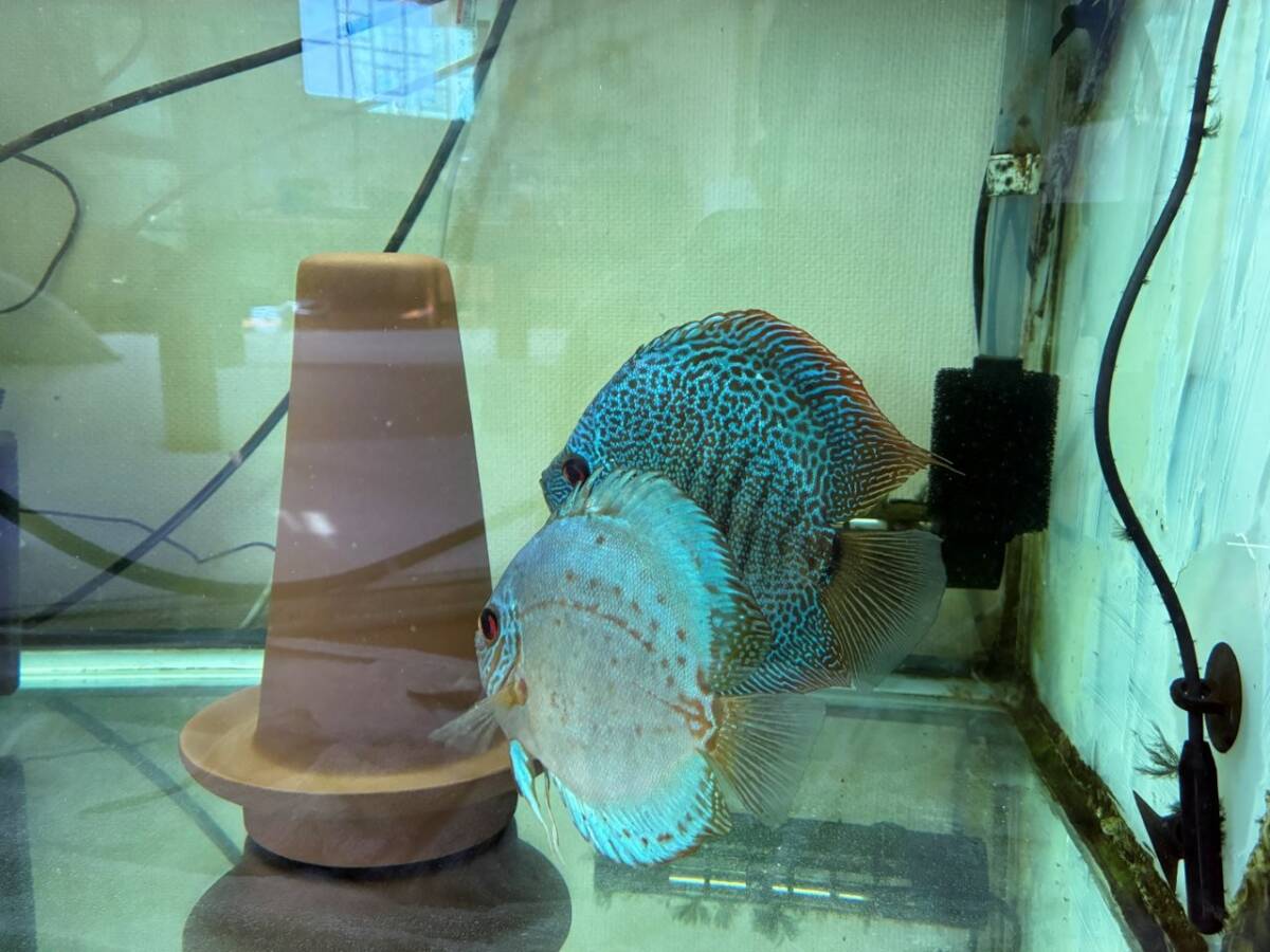  синий серия дискус . рыба 5 шт комплект дискус 