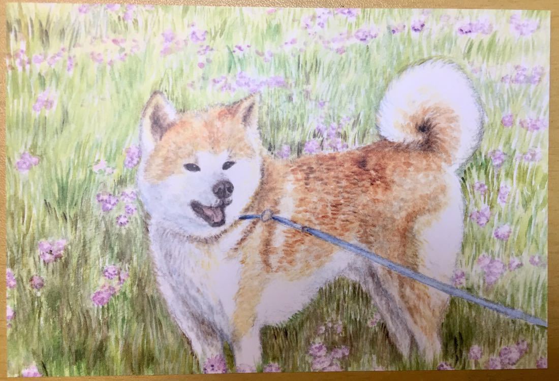 手描きイラスト ポストカード 犬 4枚セットトイプードル 柴犬 ポメラニアン 柴カット マルチーズ 水彩 あおきしずか 代購幫