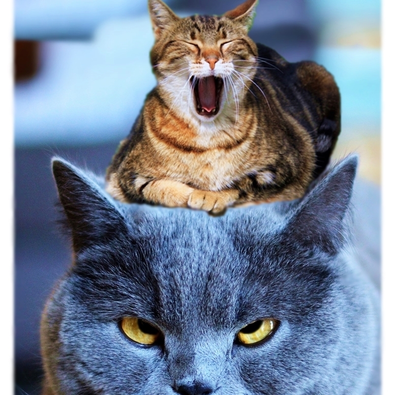 Paypayフリマ のせ猫 Bz2 プリント アートポスター 載せ猫画 ねこ画 ネコ画 合成写真 にゃんこ画 ニャンコ画 Funny Cat Picture Art Poster
