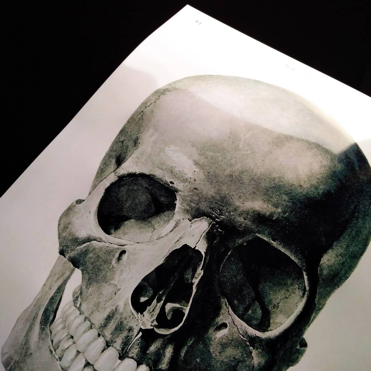 ヤフオク 人間の頭蓋骨 人体解剖学 医学 図解 ビンテージ
