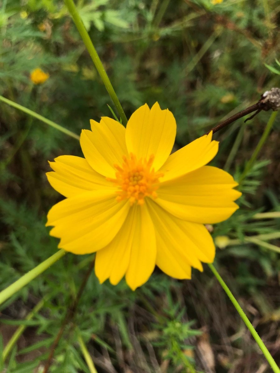 Paypayフリマ こぼれ種で毎年開花 お世話いらずのかわいいお花 イエローコスモスの種 自然農 自家採取 令和二年収穫 Paypayフリマ こぼれ種で毎年開花 お世話いらずのかわいいお花 イエローコスモスの種 自然農 自家採取 令和二年収穫