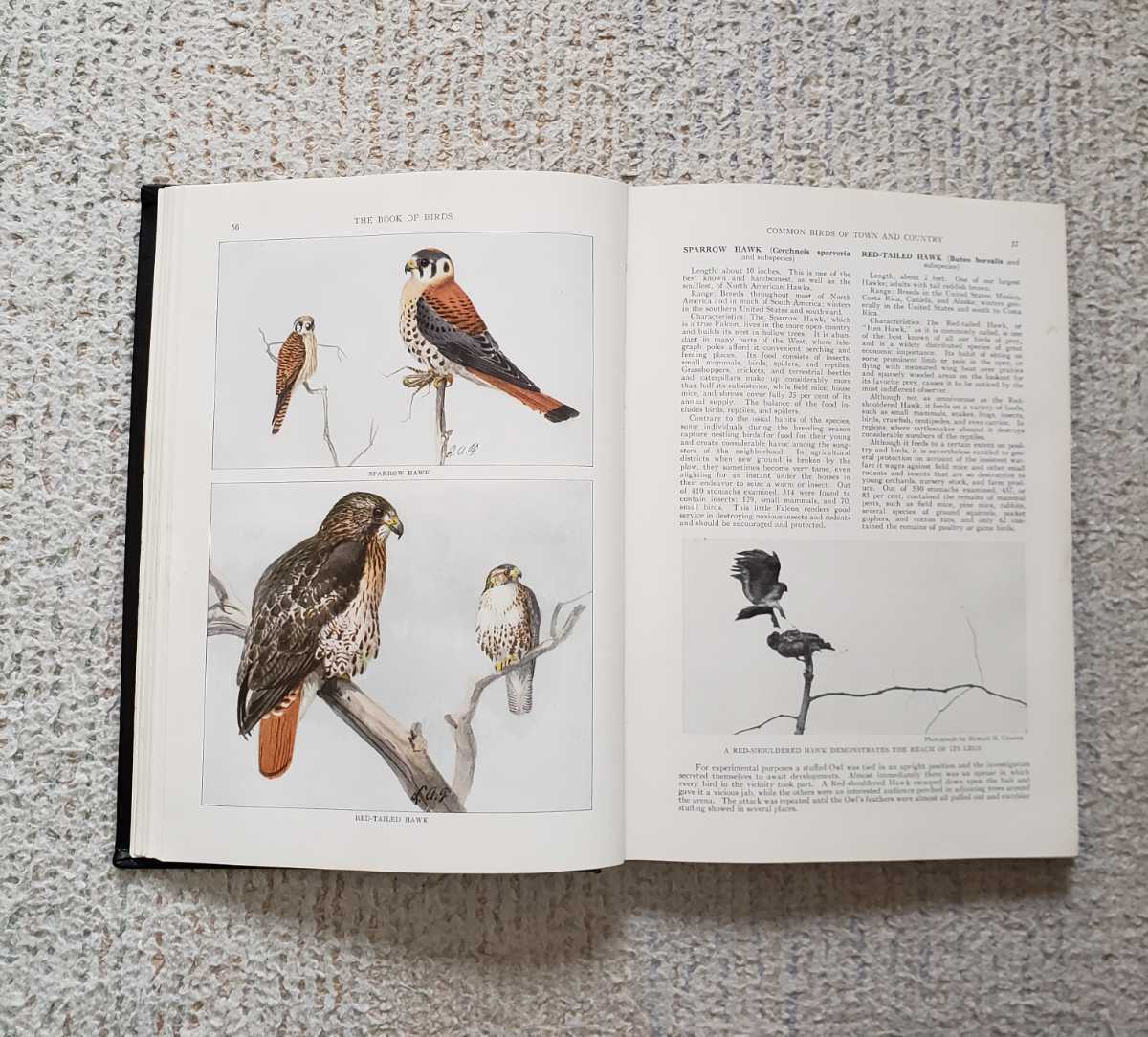 1927 год американский дикая птица иллюстрированная книга [The Book of Birds]