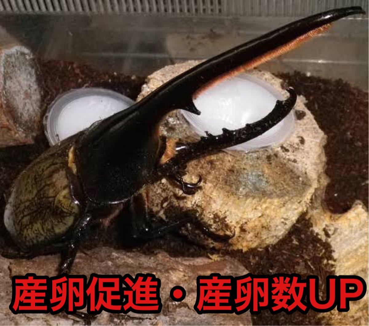 送料無料限定セール中 昆虫ゼリー プロゼリー30クワガタ カブトムシ ハムスター モモンガ 小動物S