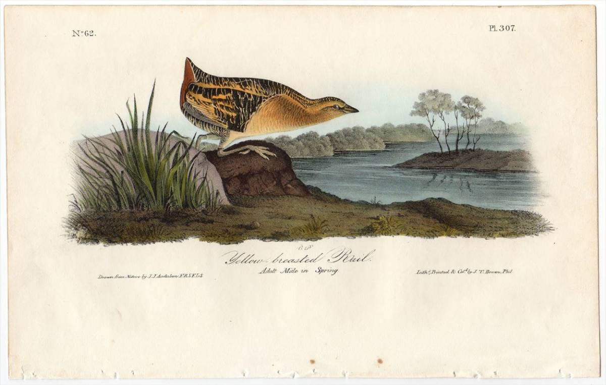1840年 オーデュボン アメリカの鳥類 初版 手彩色 石版画 Pl.307 クイナ科 シマクイナ属 シマクイナ 博物画