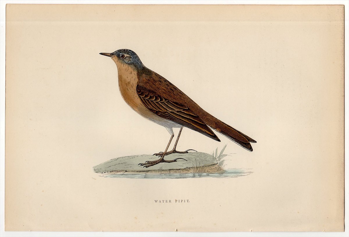 1895年 Morris 英国鳥類史 木版画 手彩色 セキレイ科 タヒバリ属 タヒバリ WATER PIPIT 博物画_画像1