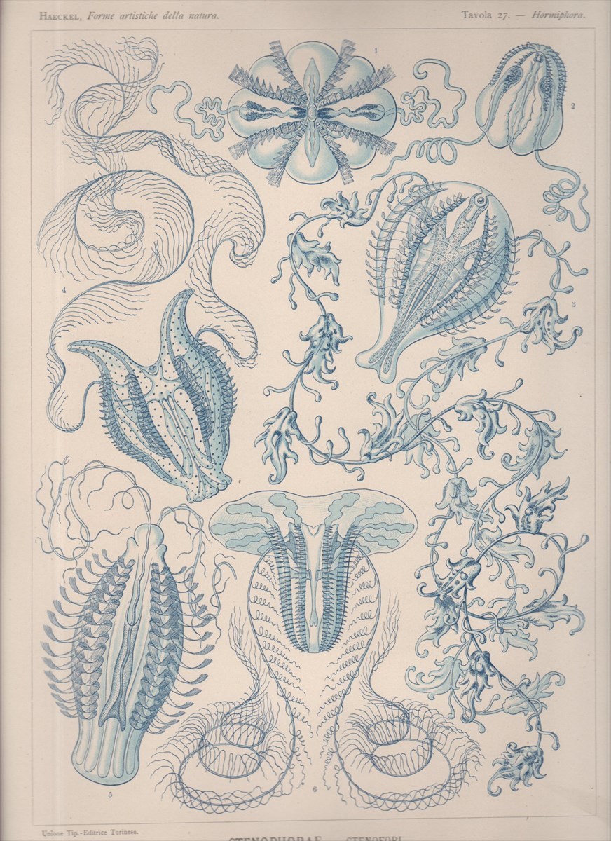 1901年 ヘッケル 生物の驚異的な形 大判 Pl.27 フウセンクラゲモドキ ヘンゲクラゲ 有櫛動物 博物画