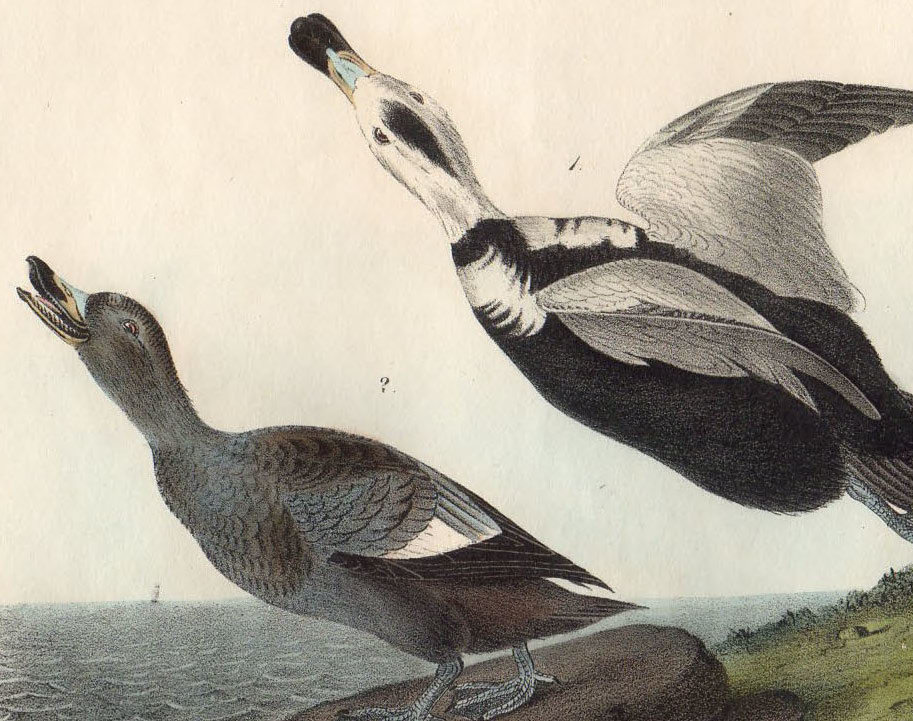 1840年 オーデュボン アメリカの鳥類 初版 手彩色 石版画 Pl.400 カモ 
