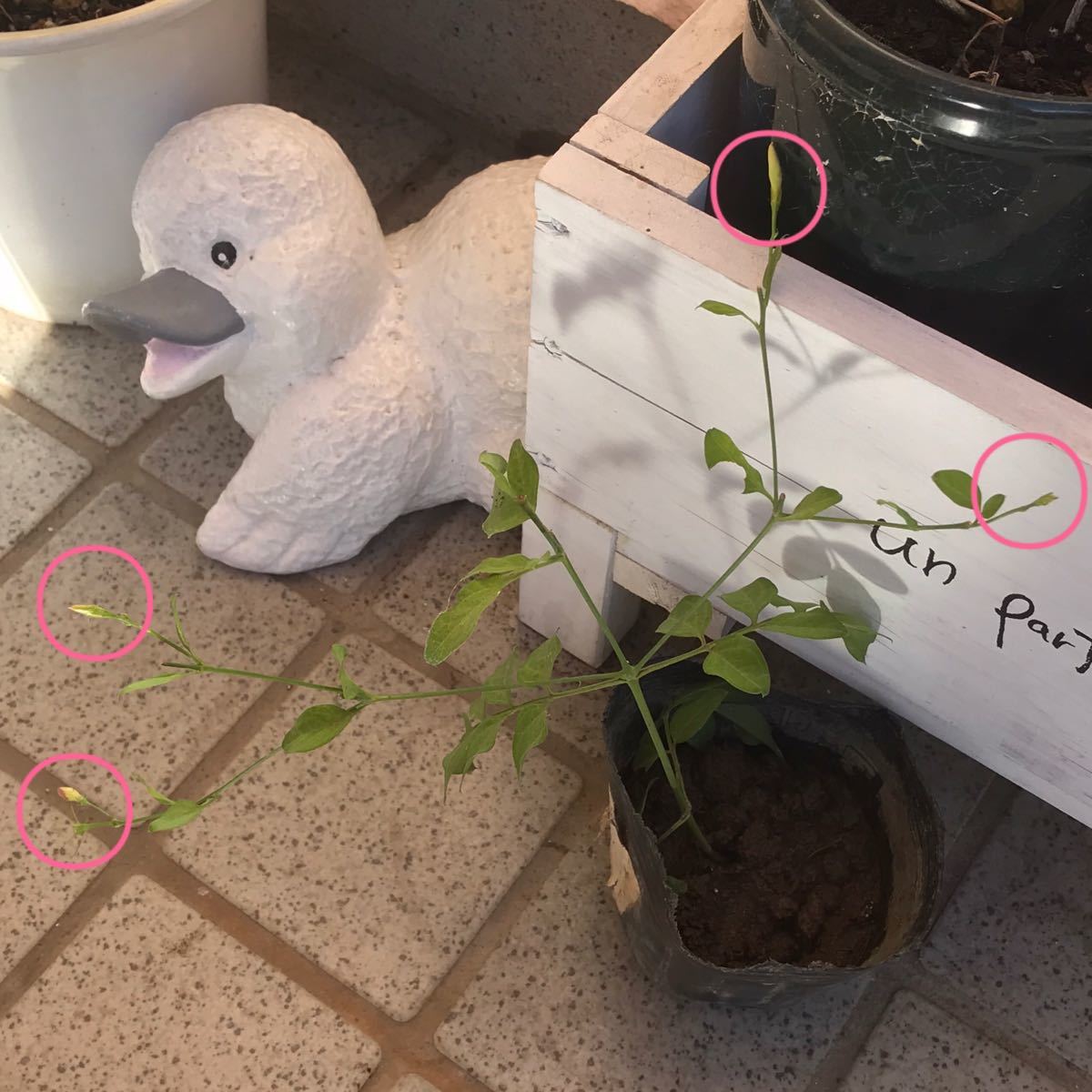 Paypayフリマ ベルーガ様専用 ジャスミンホワイトプリンセス 2苗 蕾付き 蕾無し各1苗 Paypayフリマ ベルーガ様専用 ジャスミンホワイトプリンセス 2苗 蕾付き 蕾無し各1苗