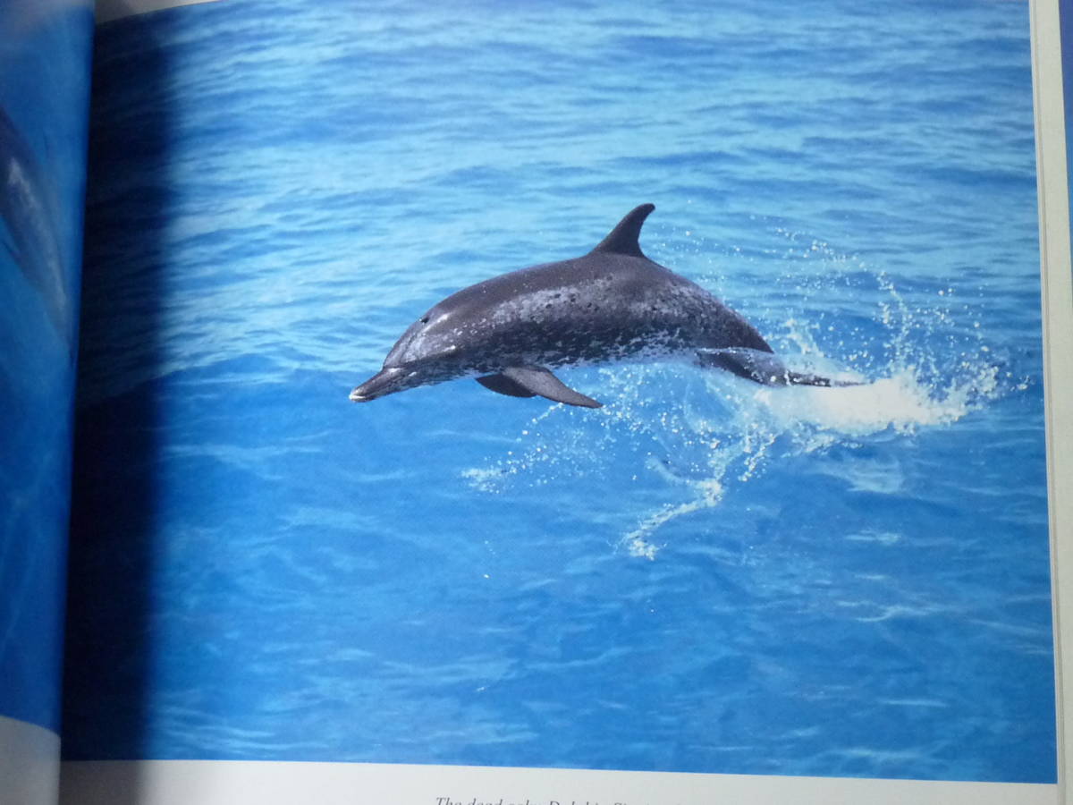 青菁社 Dolphin Creatures of the Wild 写真集 越智隆治 Takaji Ochi イルカの海_画像6