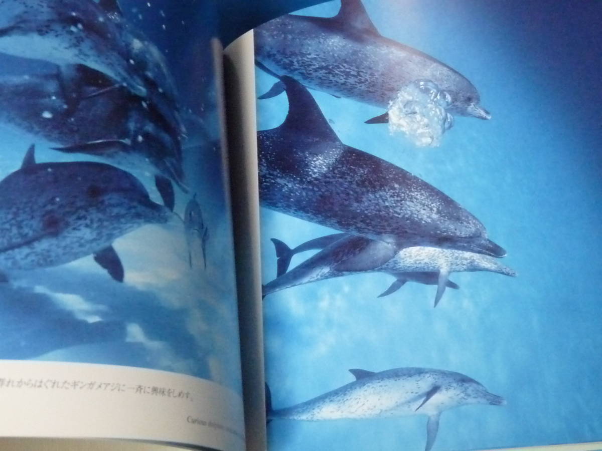 青菁社 Dolphin Creatures of the Wild 写真集 越智隆治 Takaji Ochi イルカの海_画像7