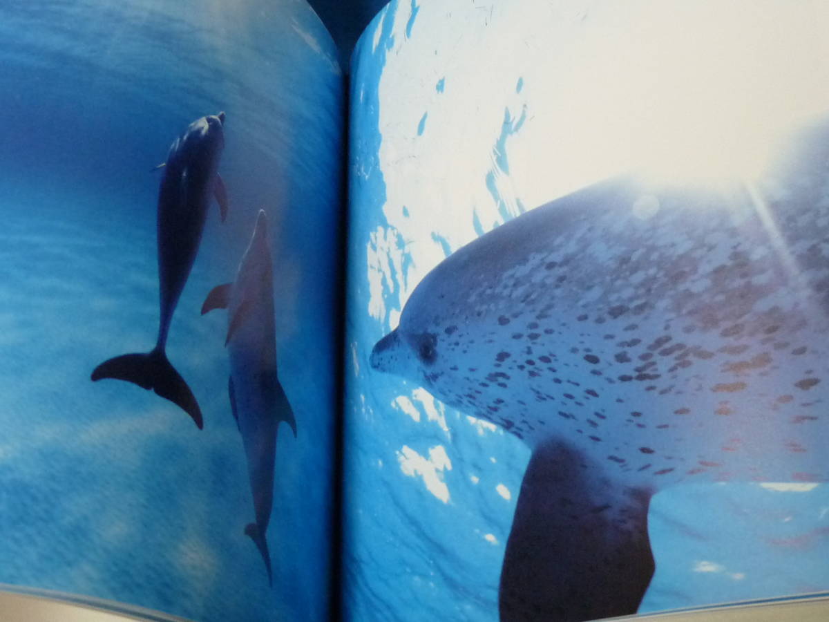 青菁社 Dolphin Creatures of the Wild 写真集 越智隆治 Takaji Ochi イルカの海_画像8