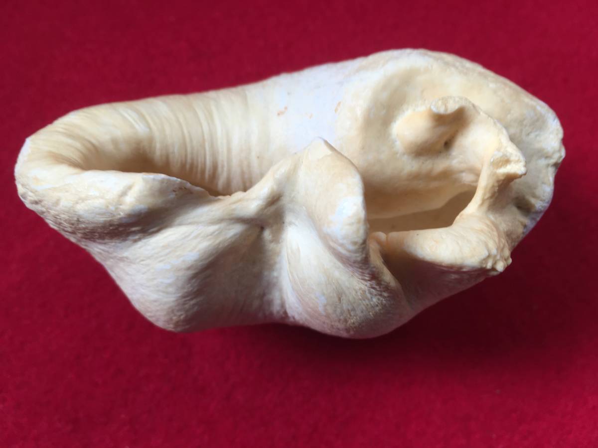 【逸品堂】 マッコウクジラ 鯨 耳骨 くじら クジラ 抹香鯨 歯 耳 骨 一本 約243ｇ 印材 根付 彫刻 材料 部品 縁起物 貴重品 珍品 動物
