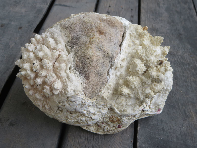 ヤコウガイ 夜光貝 ヤコウ貝　1.65kg　デジタル量り 貝殻 蓋なし サンゴ　珊瑚　50