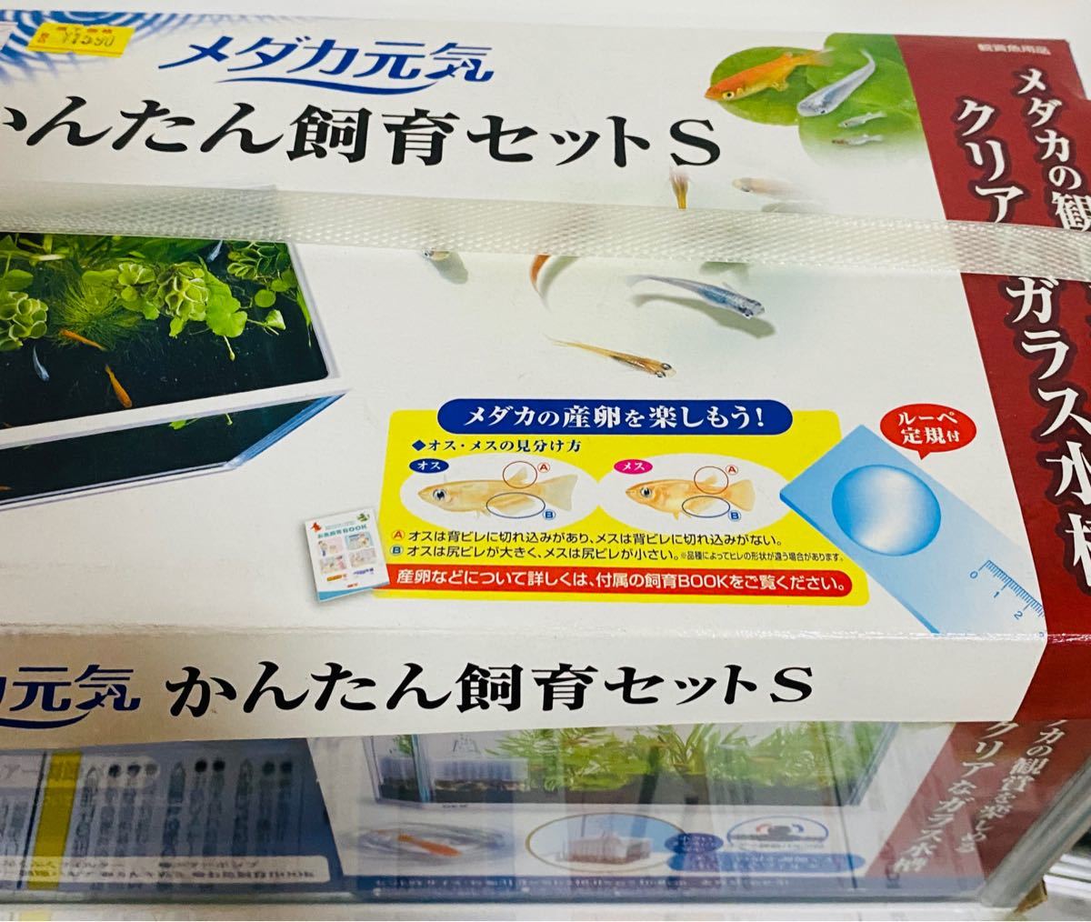 ジェックス GEX メダカ元気 かんたん飼育セットS 新品