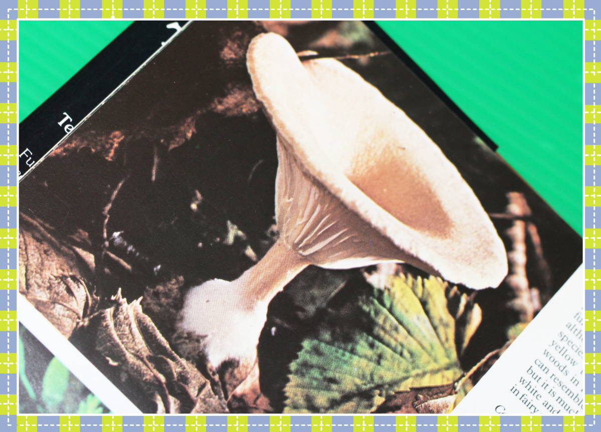 *Mushrooms and Toadstools Jacqueline Seymour Crescent Books h45