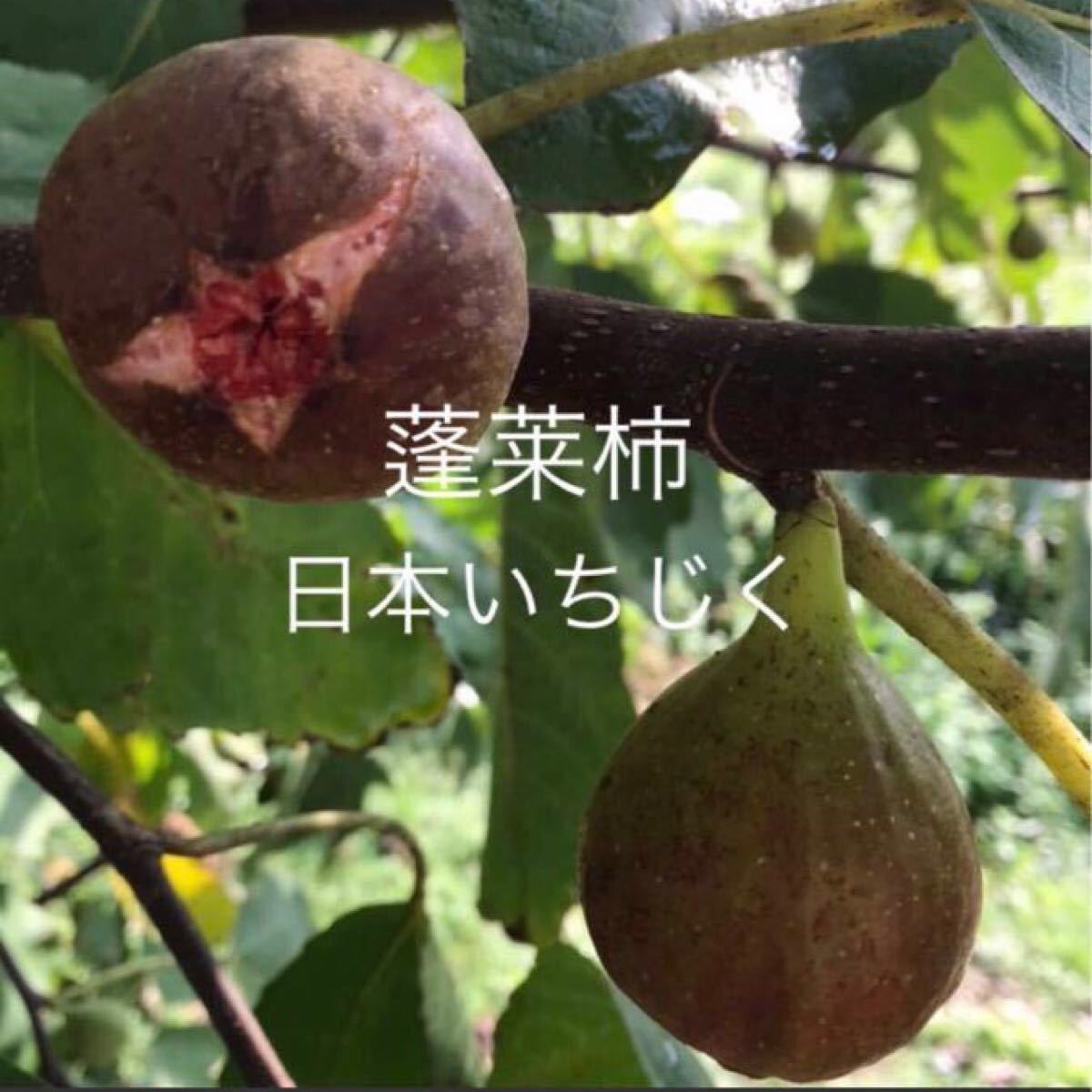 Paypayフリマ イチジク 挿し木用穂木 3本 蓬莱柿 日本種 白いちじく 無花果 Thrm5 Paypayフリマ イチジク 挿し木用穂木 3本 蓬莱柿 日本種 白いちじく 無花果 Thrm5