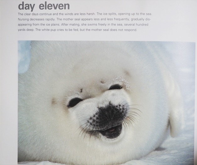 ★送料無料★ 『HARP SEAL BABY BOOK』 岩合光昭 アザラシ 赤ちゃん 写真集 英語版　★同梱ＯＫ★_画像2