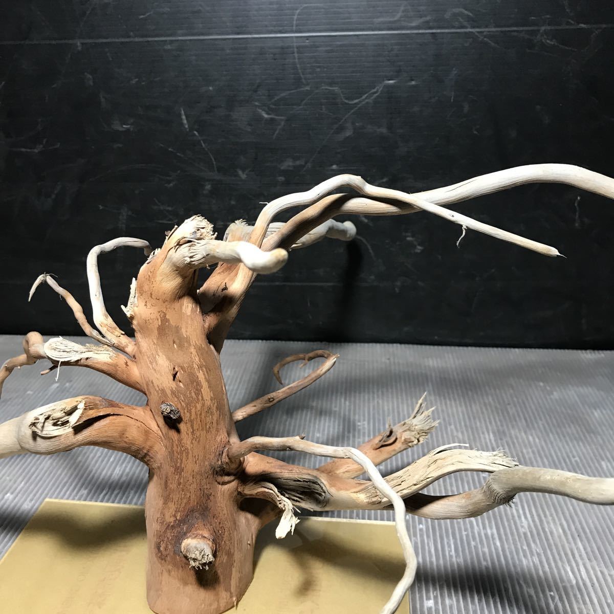 *sea tree* free shipping! Acrylic plate construction ending driftwood 13 driftwood / aquarium / aquarium / terrarium / interior /ADA/ coral / ornament 