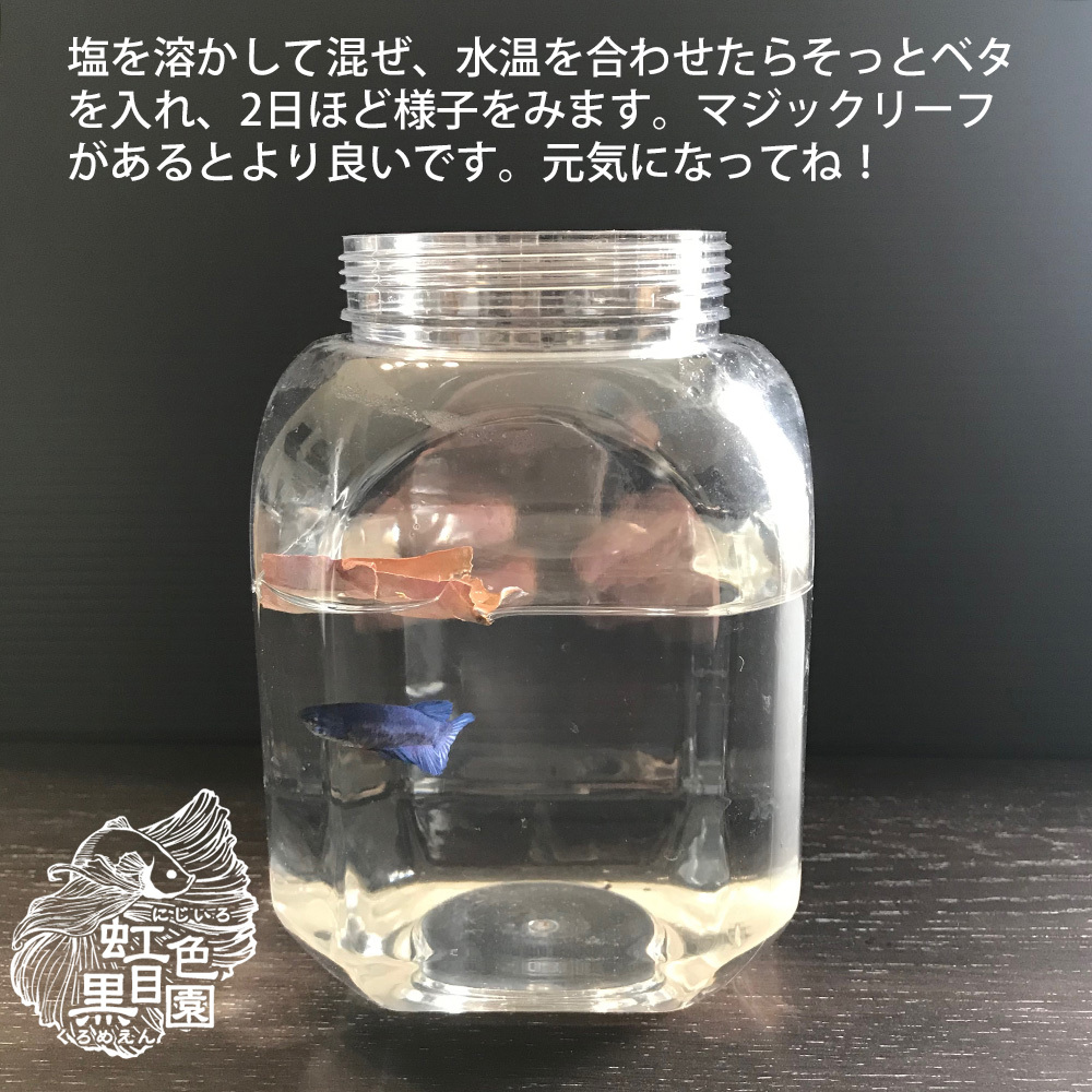 アクアリウム用 天日塩 15kg ベタファーム 虹色黒目園 使用品 ( あらびき 大粒 荒塩 粗塩 あらじお 熱帯魚 塩水浴 水槽 バスソルト_画像3