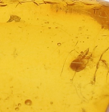 . another document natural insect entering amber loose 2.541ct HN-6128