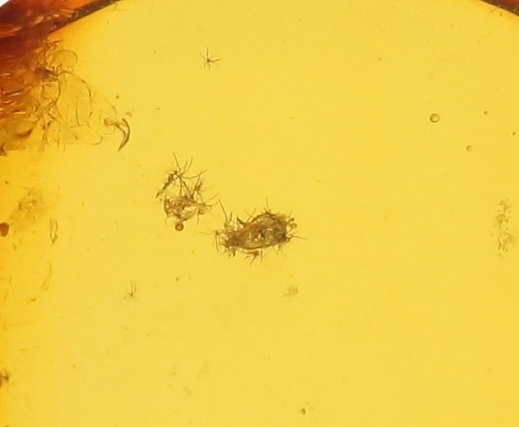 . another document natural insect entering amber loose 3.615ct HN-6141