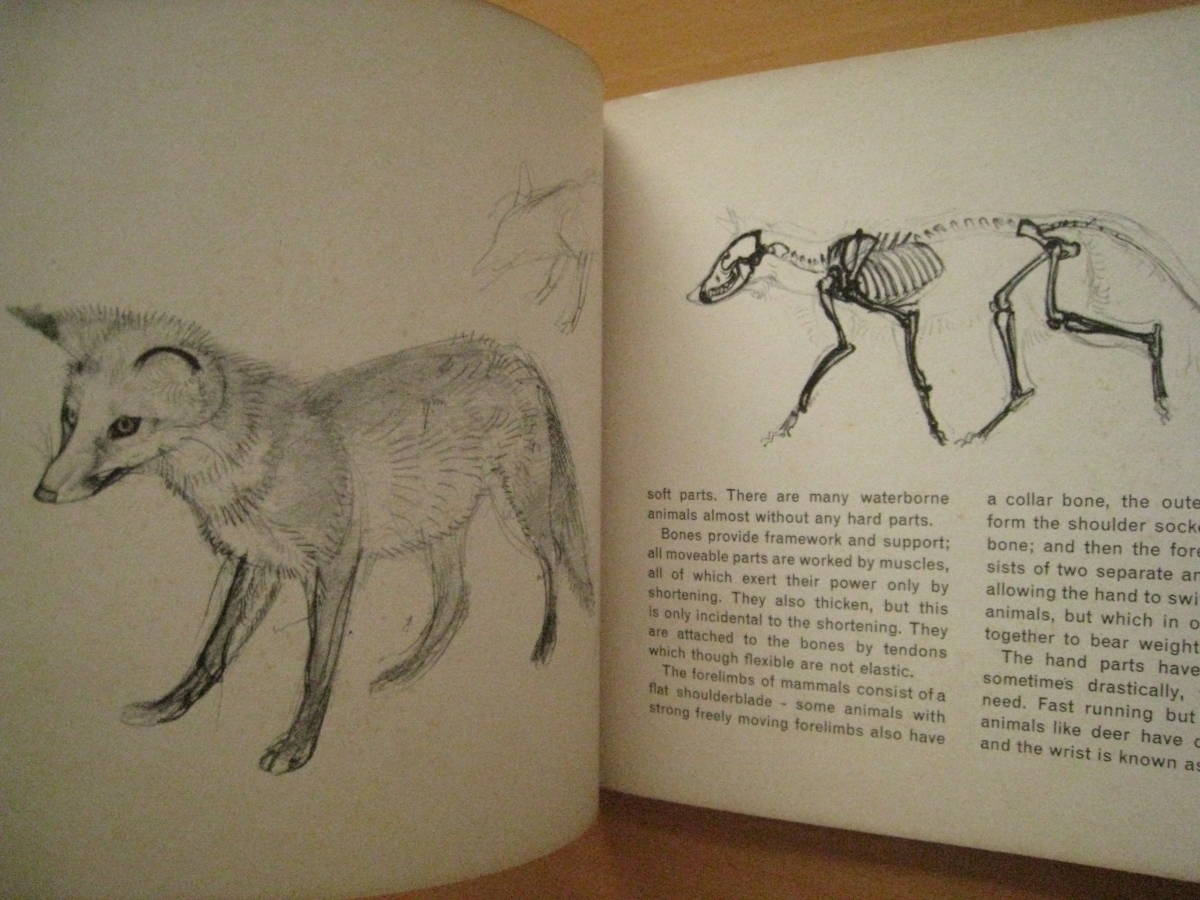 洋書Drawing ANIMALS/MAURICE WILSON/モーリス・ウィルソン/動物イラストの描き方/studio drawing books/1964年？/骨格/動き/絵画/デッサン_画像3