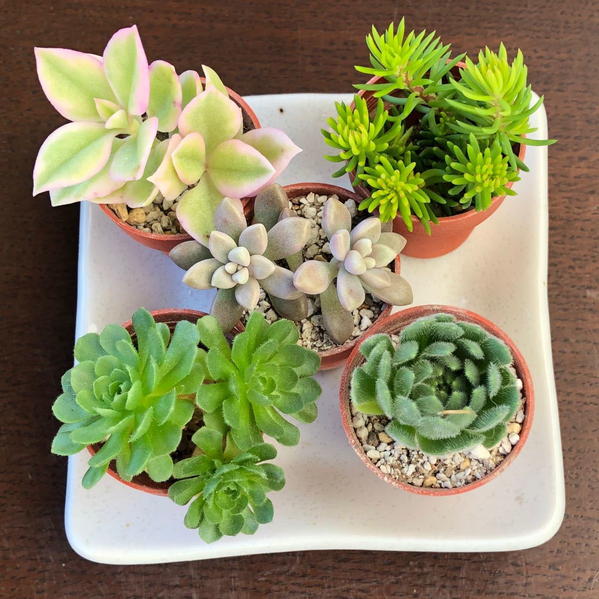 特価日本製 多肉植物^o^ by わんこ's shop|ラクマ cカット苗5種セット