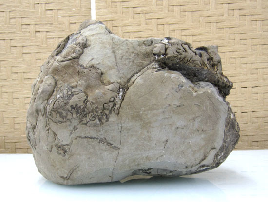 化石 アンモナイト 約16kg 北海道 札幌市手稲区_画像3