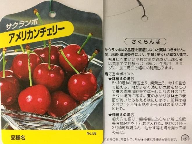 卸し売り購入 アメリカンチェリー苗木 植物/観葉植物 - dashcam.com.hk