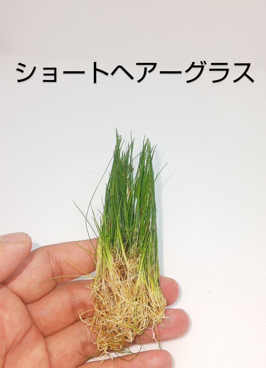 Paypayフリマ ショートヘアーグラス 水上葉 1カップ Paypayフリマ ショートヘアーグラス 水上葉 1カップ