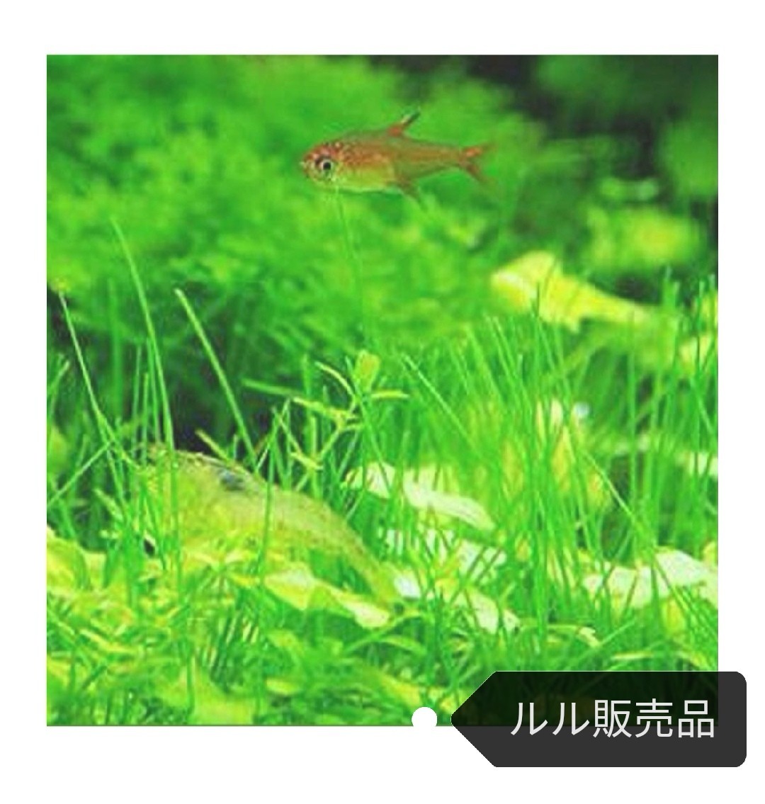 Paypayフリマ 最安値 最速発送 水草 種 10g ヘアーグラス系 アクアリウム シード Paypayフリマ 最安値 最速発送 水草 種 10g ヘアーグラス系 アクアリウム シード