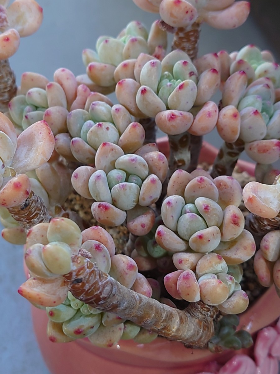 多肉植物 韓国苗 エケベリア ピンクラウル|Yahoo!フリマ(旧 多肉植物 韓国苗 エケベリア ピンクラウル|Yahoo!フリマ(旧