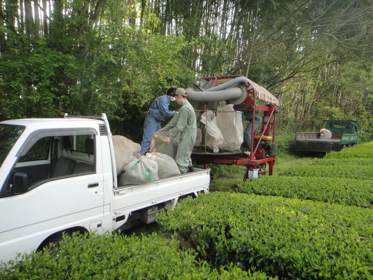 あさぎり誉100g3袋　新茶　茶農家直売　無農薬・無化学肥料栽培　シングルオリジン　カテキンパワー　免疫力アップ　コロナ退散