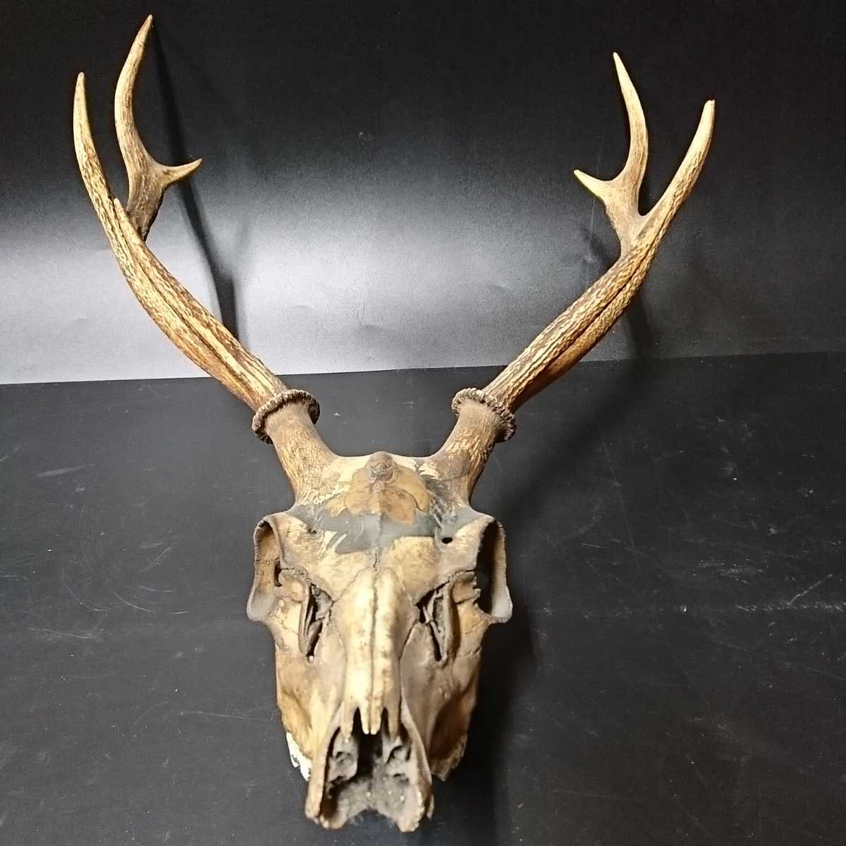 ヤフオク! - 【D88】鹿角 鹿の角 骨董 飾 本鹿 骸骨 ドクロ どく...