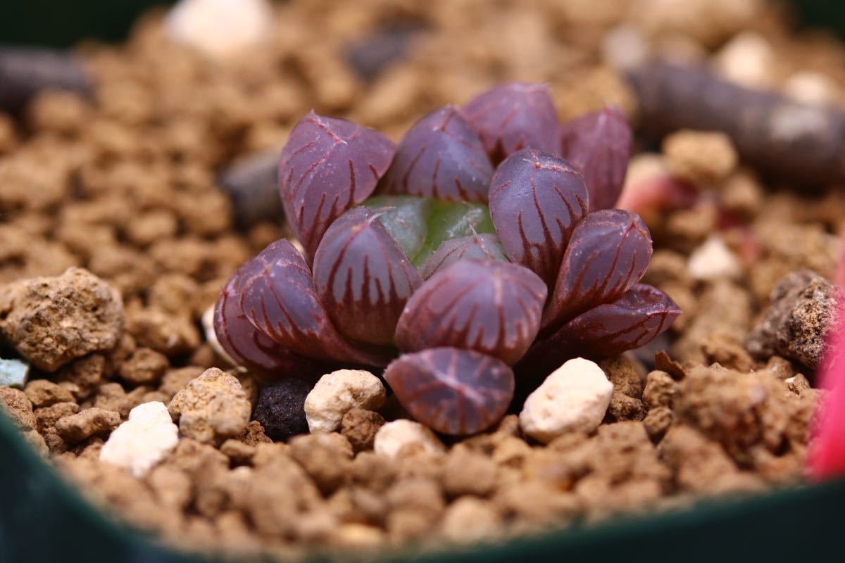 Paypayフリマ 多肉植物 ハオルチア 紫オブツーサ スターサファイア