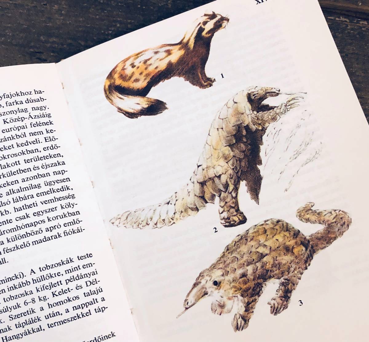 ヤフオク 動物の図鑑d コウモリ ハンガリー 1981年 ヤフオク 動物の図鑑d コウモリ ハンガリー 1981年