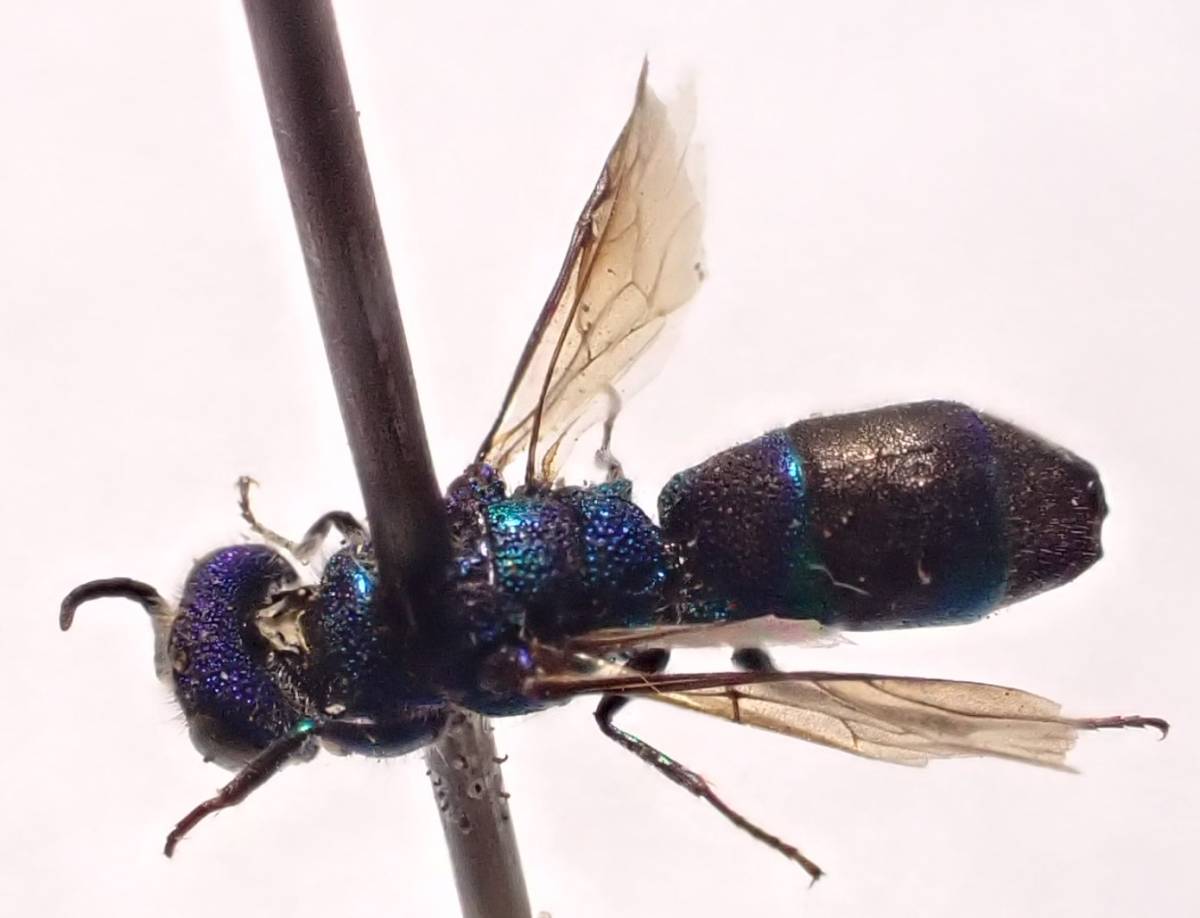 ○○セイボウsp.1ex. Chrysididae sp. 日本○○昆虫 虫 蟲 青蜂 蜂