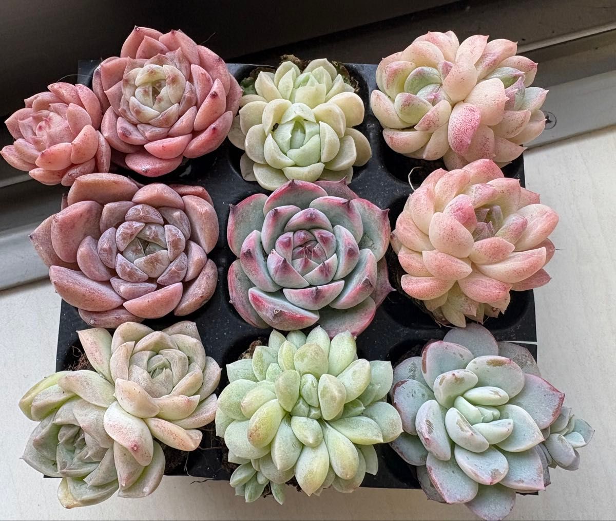 速達付き naotama ② エケベリア 原種 実生 小苗 8点セット エケベリア9苗セット1208-2｜Yahoo!フリマ（旧PayPayフリマ）