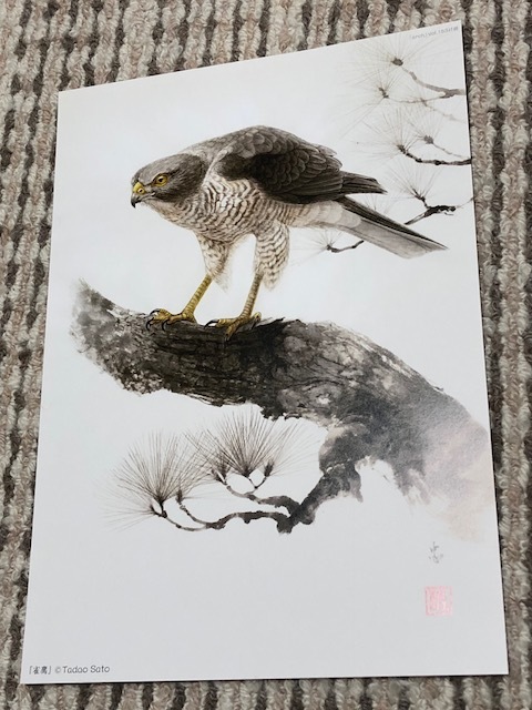 ヤフオク 送料込 B5イラストシート 佐藤忠雄 雀鷹 ジョ ヤフオク 送料込 B5イラストシート 佐藤忠雄 雀鷹 ジョ